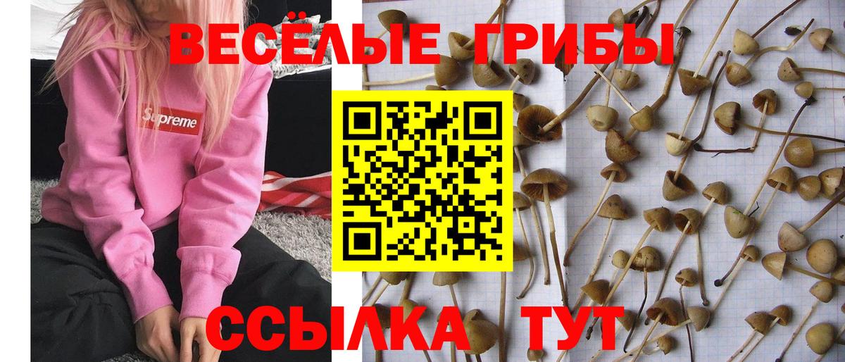 Псилоцибиновые грибы Psilocybe Тюмень